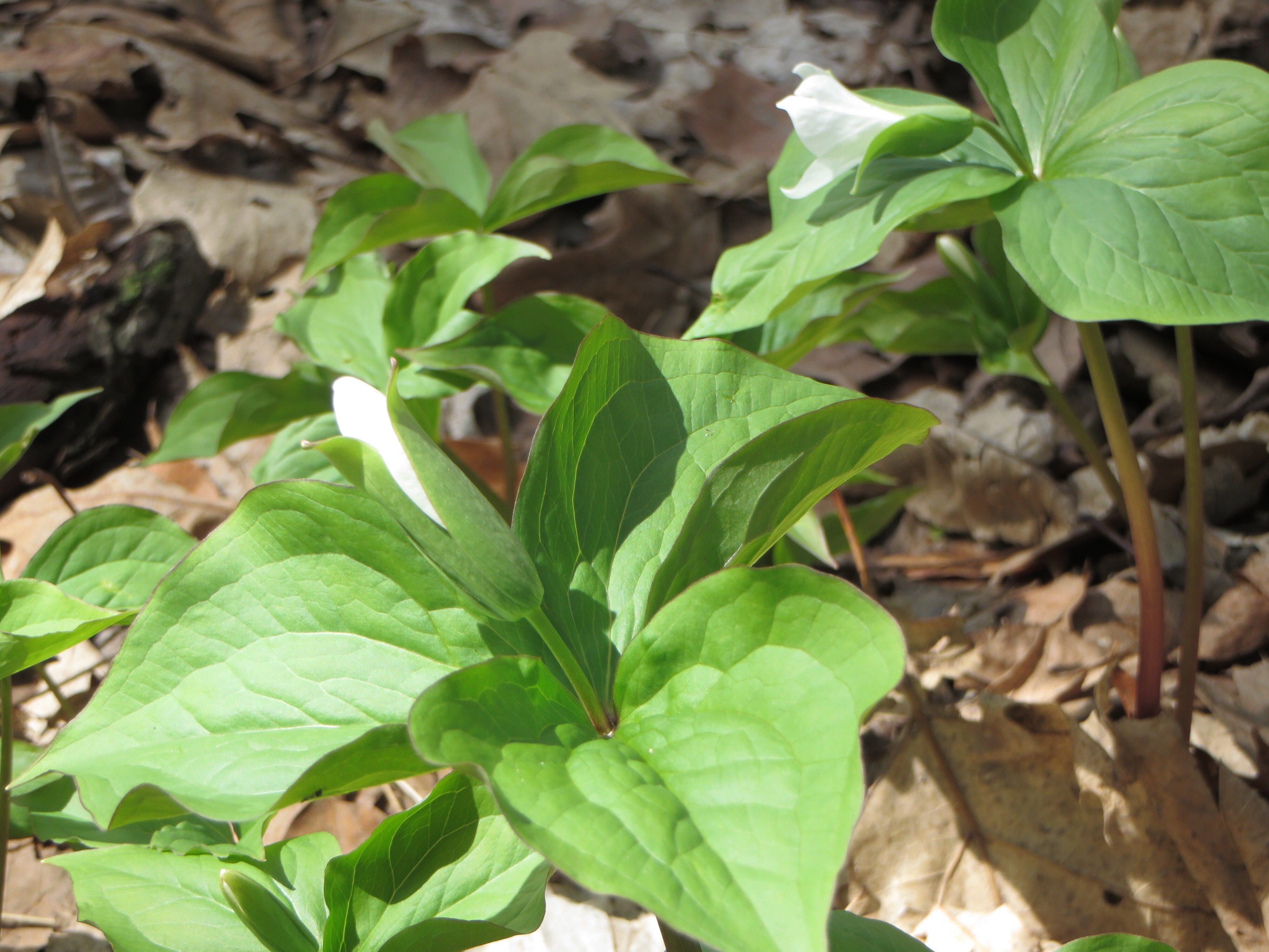 Trilliums in the woods below Riverside Cemetery